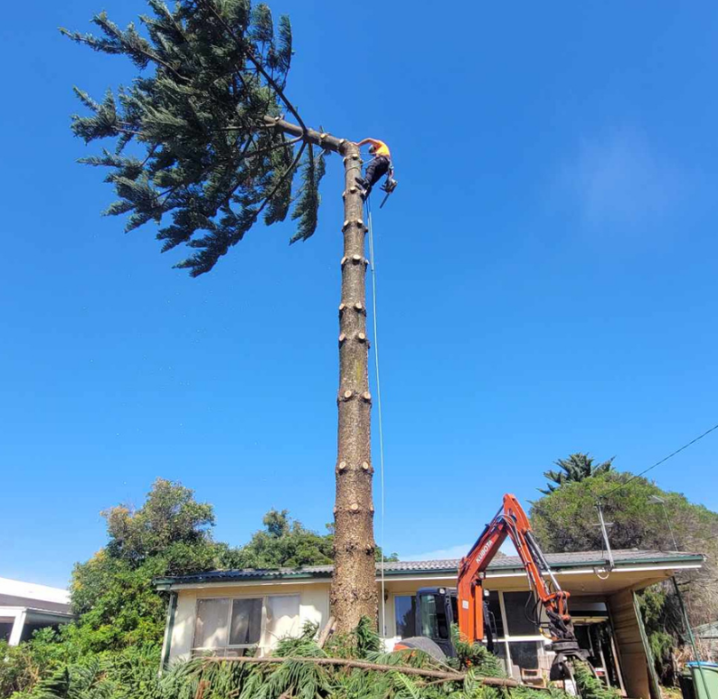 Next Step Tree Removals | 413 Monbulk Rd, Monbulk VIC 3793, Australia | Phone: 0455 331 045