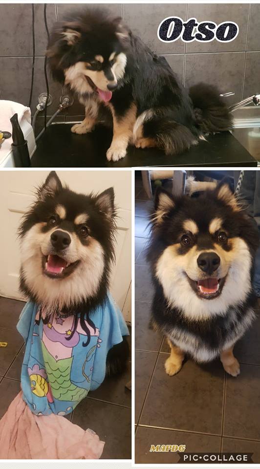 Miss and Pups Dog Grooming | Newark Ave, Newborough VIC 3825, Australia | Phone: 0477 149 251