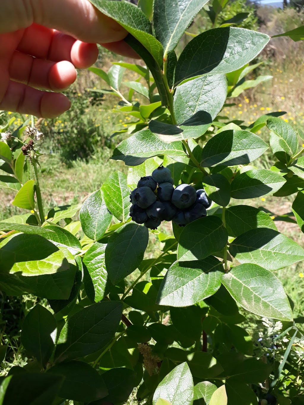 Summerberries Blueberry Farm |  | 39 Two Hills Rd, Glenburn VIC 3717, Australia | 0357978386 OR +61 3 5797 8386