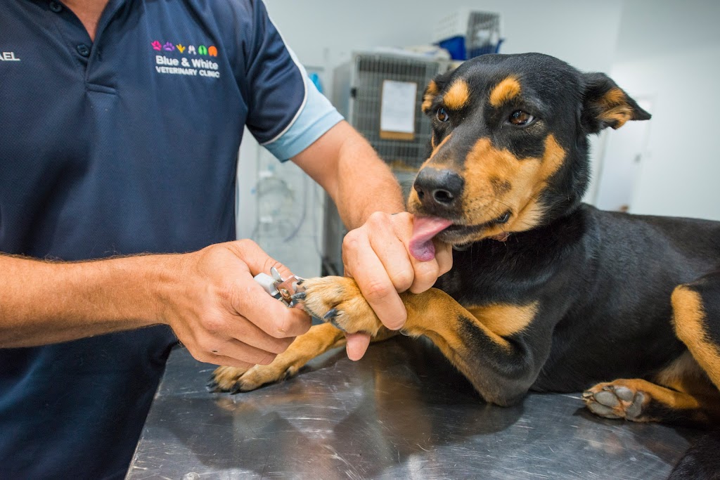 Blue and White Veterinary Surgery Woolgoolga | veterinary care | 1863 Solitary Islands Way, Woolgoolga NSW 2456, Australia | 0266542771 OR +61 2 6654 2771