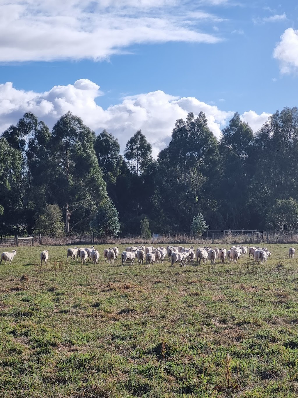 Moyarra Pastoral Company | 275 Andersons Inlet Rd, Moyarra VIC 3951, Australia | Phone: 0447 334 455