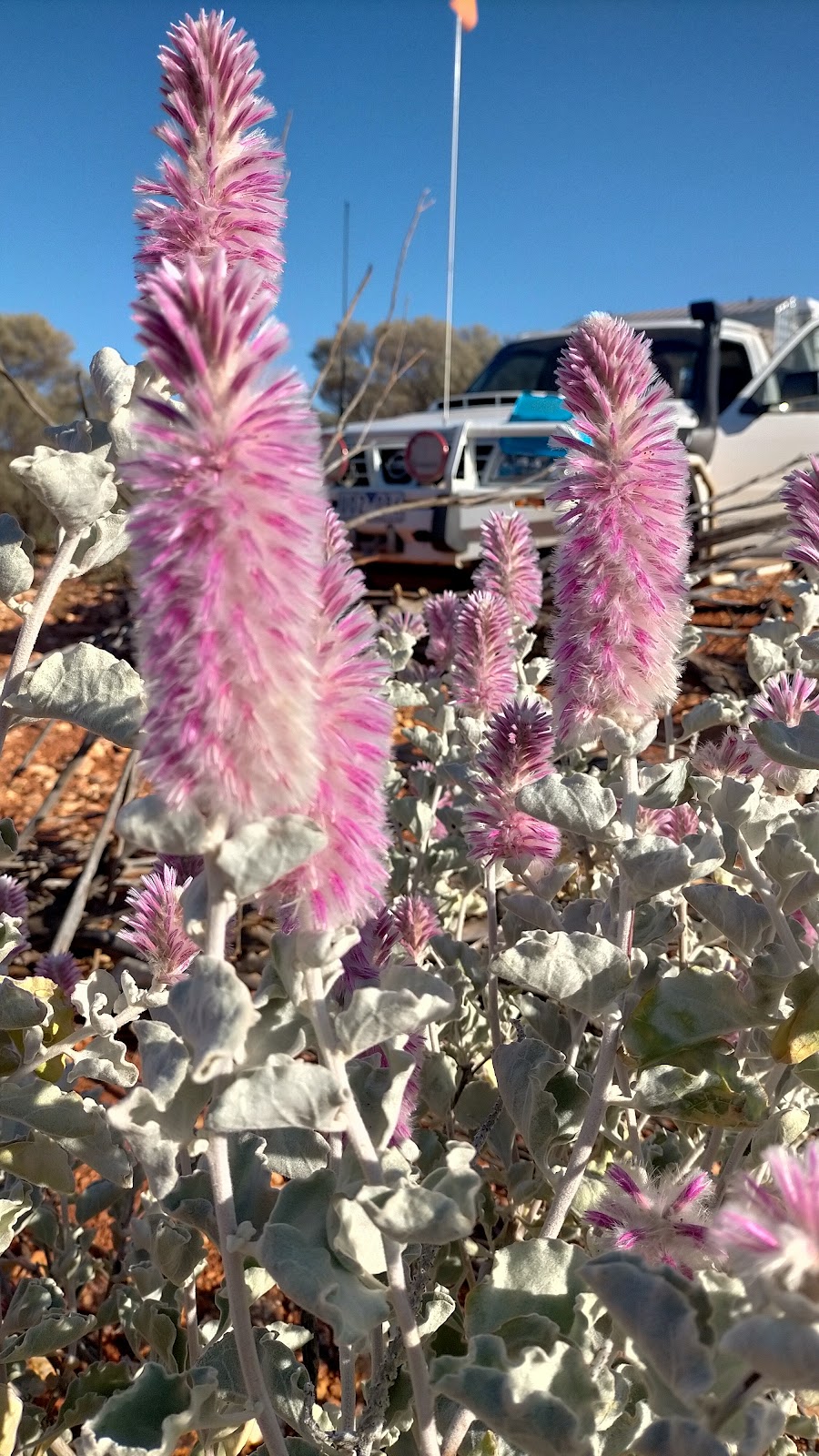 The Shire of Wiluna | 72 Wotton St, Wiluna WA 6646, Australia | Phone: (08) 9981 8000