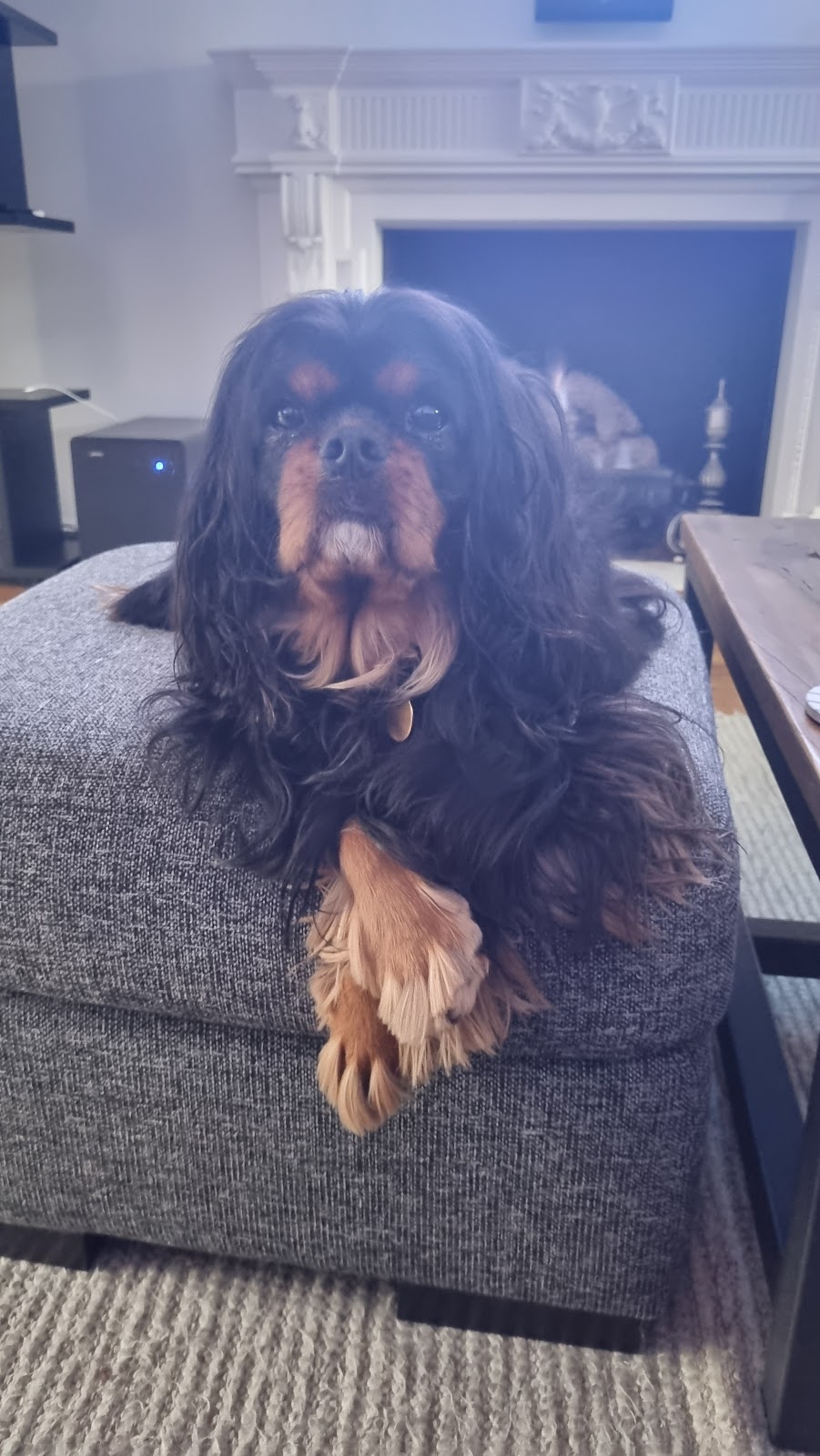 Hunters Doggy Daycare & Shop | 29 Blackbutts Rd, Frenchs Forest NSW 2086, Australia | Phone: 0415 693 337