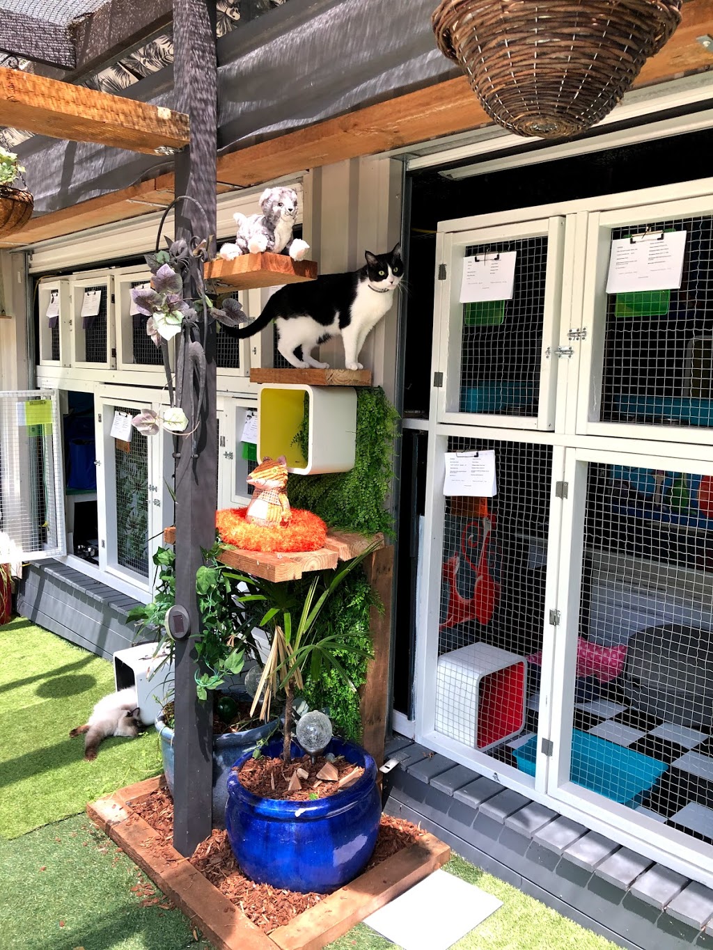 Valley View Boutique Cattery | veterinary care | 44 Valley View Circuit, Warriewood NSW 2102, Australia | 0413237567 OR +61 413 237 567