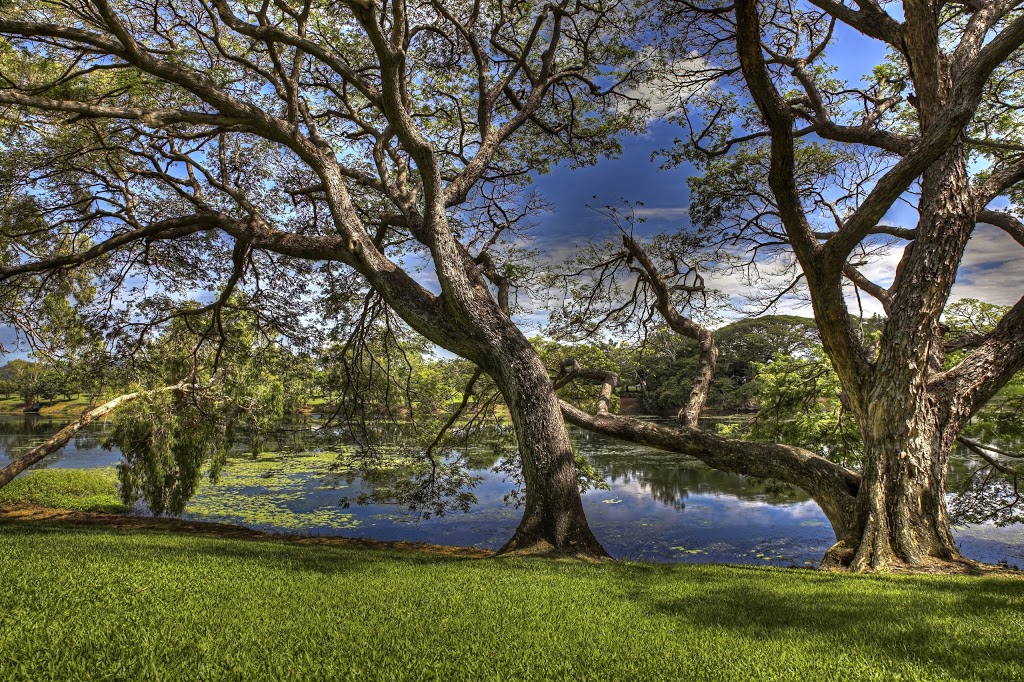 CDTLI - Turtle Bridge Landcare Site | 49/51 Marabou Dr, Annandale QLD 4814, Australia | Phone: 0428 428 542