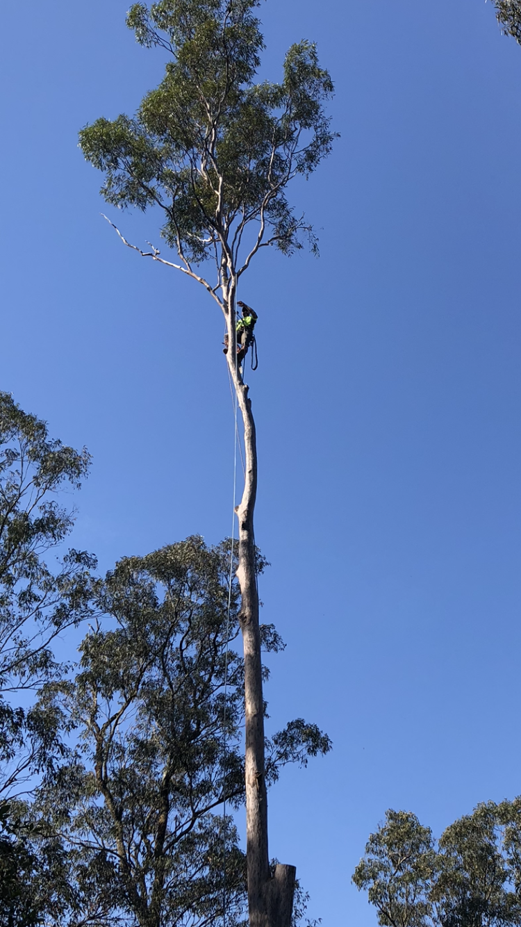 Kennedy Tree Services |  | 8 old Laidley, Plainlands rd, Plainland QLD 4341, Australia | 0422831843 OR +61 422 831 843