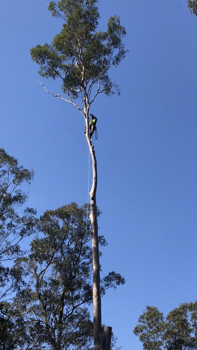 Kennedy Tree Services | 8 old Laidley, Plainlands rd, Plainland QLD 4341, Australia | Phone: 0422 831 843