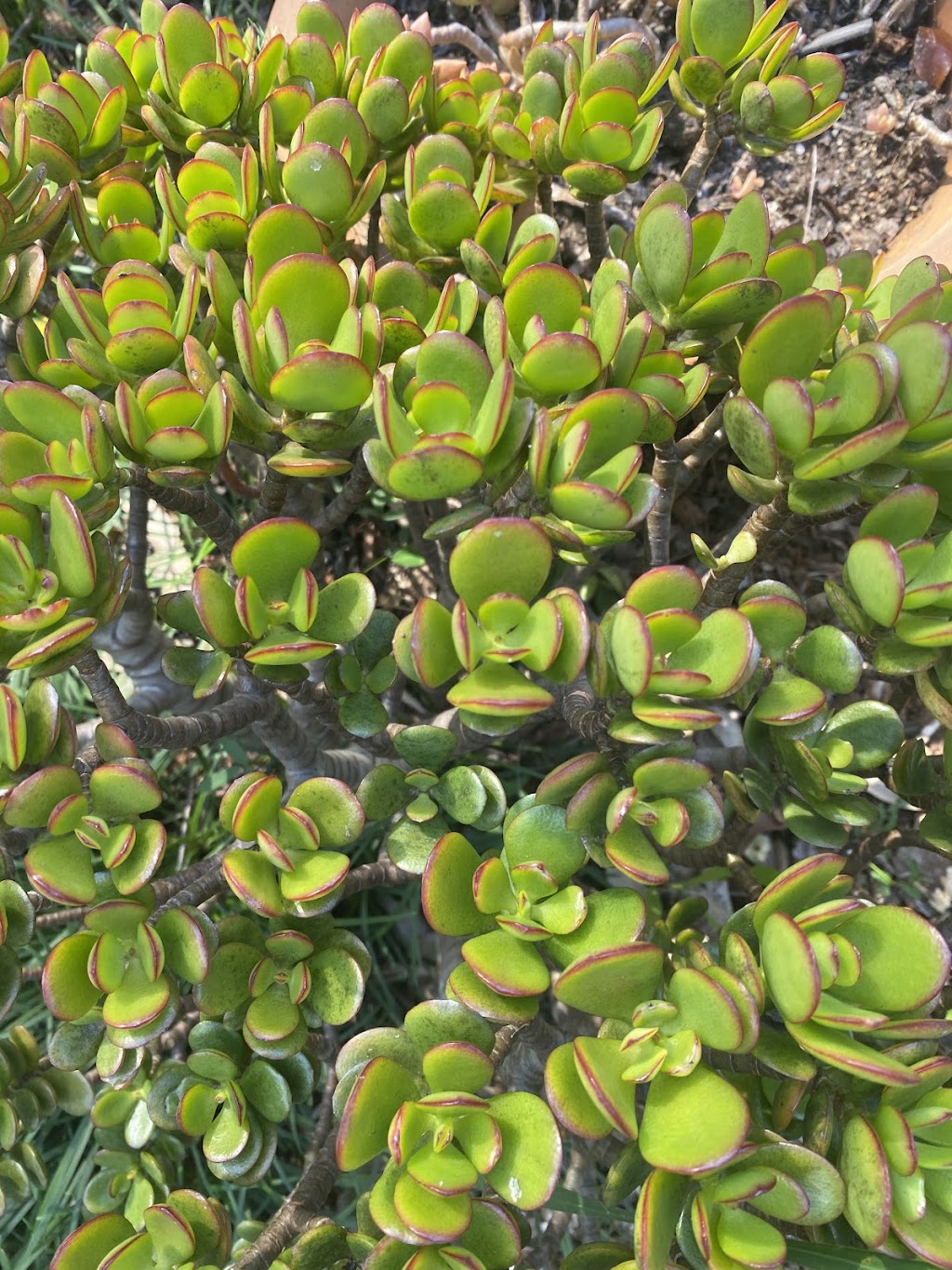 ISLAND HORTICULTURE ACPS | 12 Cooee Cres, Macleay Island QLD 4184, Australia | Phone: (07) 3409 4152