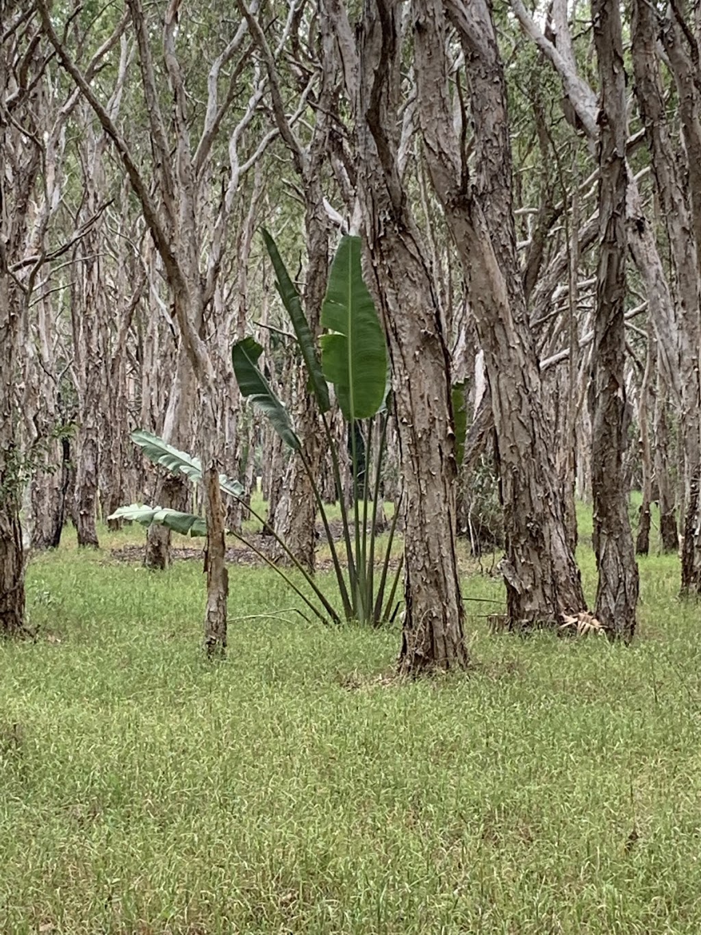 Kommo Toera Trail | Mackay Harbour QLD 4740, Australia