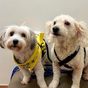 Move Unleashed Port Stephens | Shopping Village, Shop 1/37 Ferodale Rd, Medowie NSW 2318, Australia | Phone: 0400 114 557