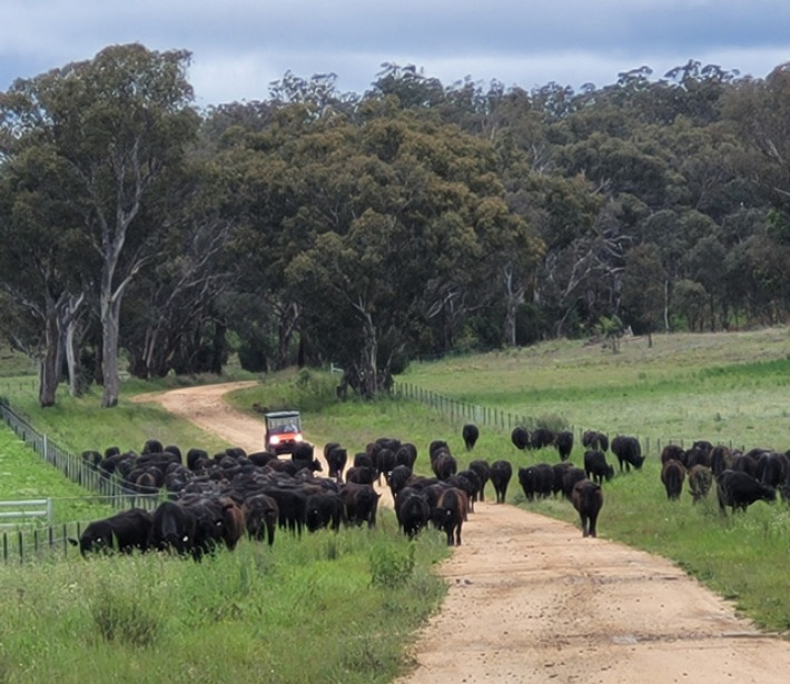 Native Angus Beef | Arrawatta Station, 550 Arrawatta Rd, Inverell NSW 2360, Australia | Phone: 0437 753 690