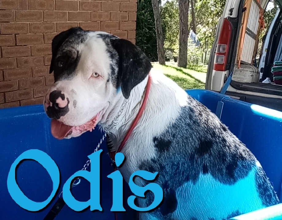 Avon Dog Wash |  | 41Hampton st, Northam WA 6401, Australia | 0499880441 OR +61 499 880 441