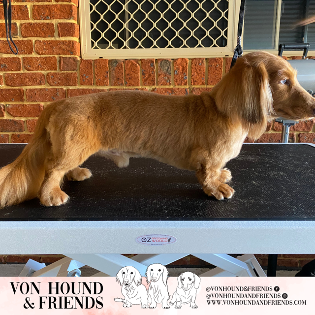 Von Hound and Friends | 19 Federation Dr, Bungalora NSW 2486, Australia | Phone: 0428 198 068
