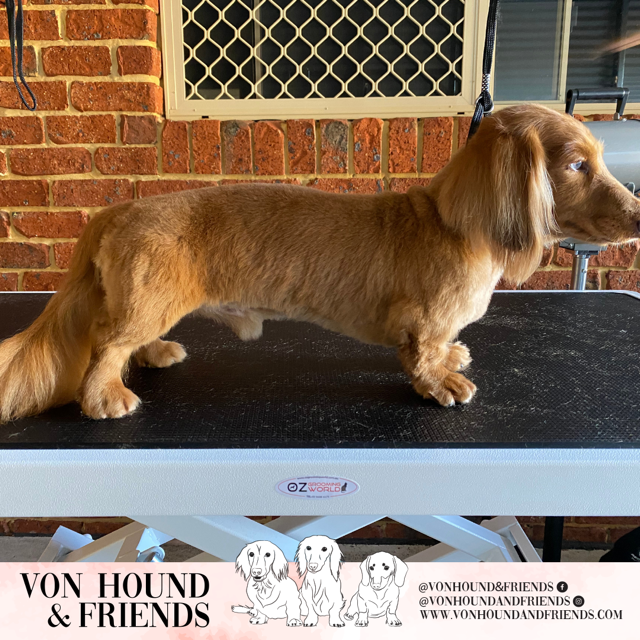 Von Hound and Friends |  | 19 Federation Dr, Bungalora NSW 2486, Australia | 0428198068 OR +61 428 198 068