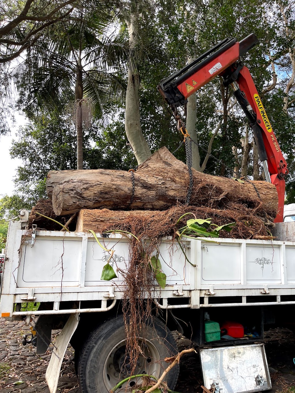 Seascape Vegetation Tree Services | 4 Coorella Cct, Port Macquarie NSW 2444, Australia | Phone: 0413 210 483
