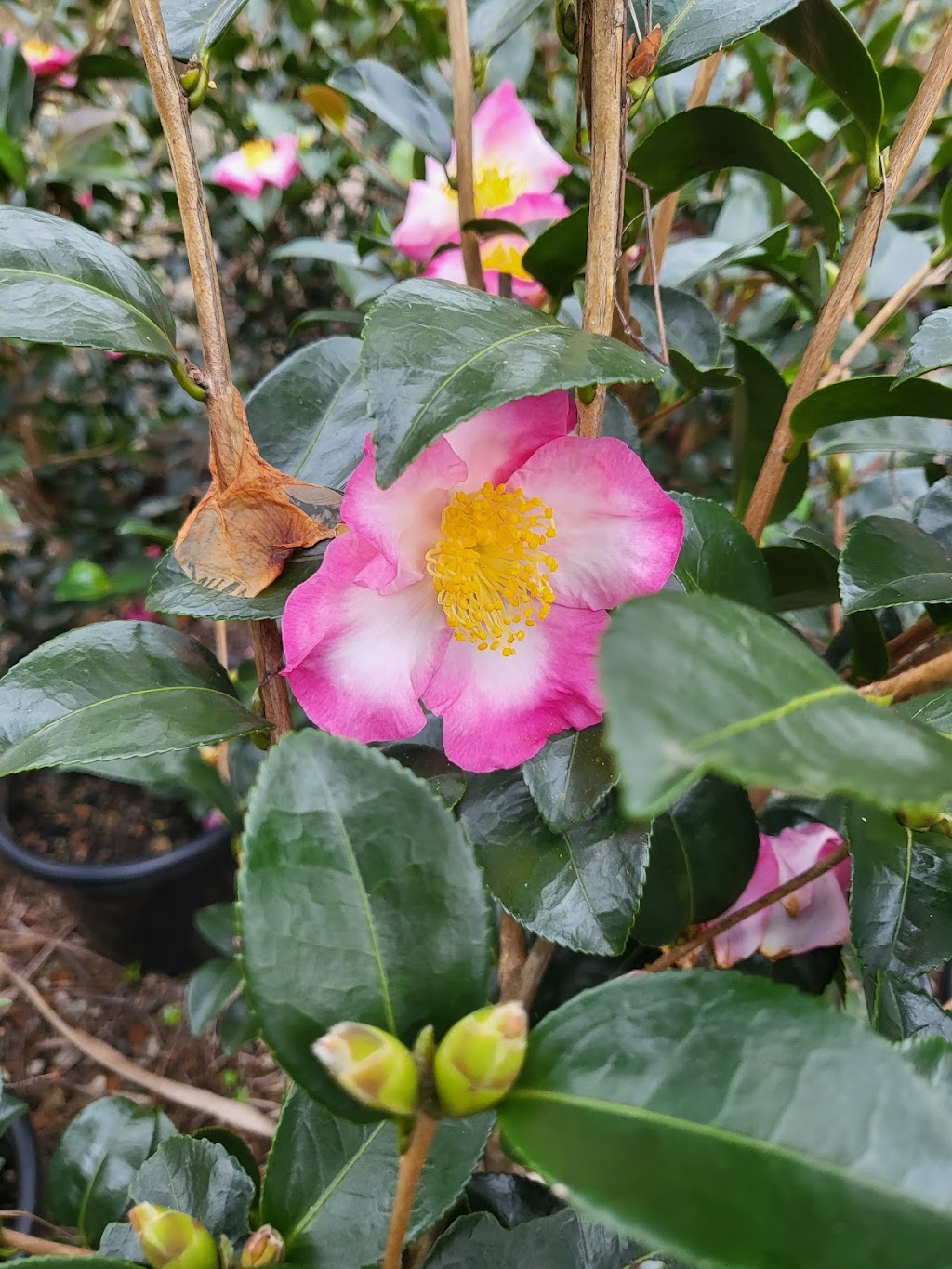Flora Nursery | 73a Pitt Town Rd, Kenthurst NSW 2156, Australia | Phone: (02) 9654 9670