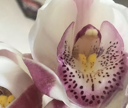 Twisted Willow Creations | 2 Marisa Ct, Capalaba QLD 4157, Australia | Phone: 0411 243 208