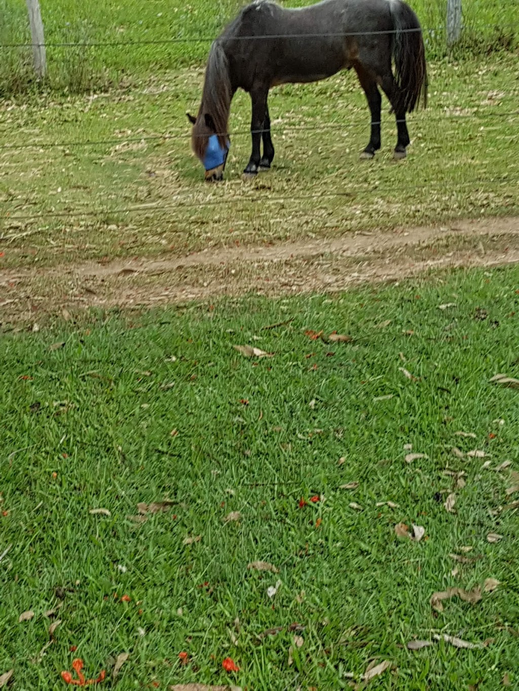 Arundel Park Riding for Disabled |  | 387 Brisbane Rd, Coombabah QLD 4216, Australia | 0755940305 OR +61 7 5594 0305