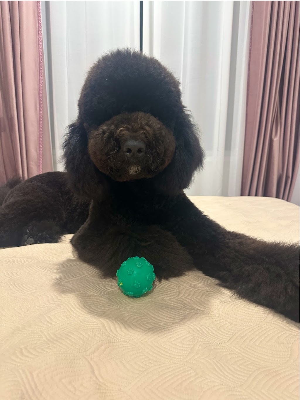 DC PETS | Pet Beauty Salon | 123-125 James St, Templestowe VIC 3106, Australia | Phone: 0411 576 789