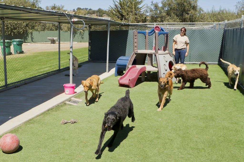 DREWSDALE BOARDING KENNELS | 85 St Andrews Dr, Lara VIC 3212, Australia | Phone: 0417 128 651