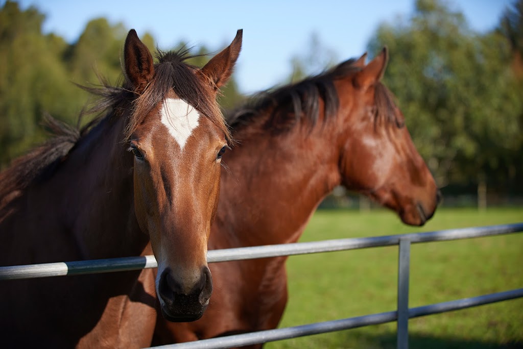 Mount Hallowell Stud | 1683 South Coast Hwy, Ocean Beach WA 6333, Australia | Phone: (08) 9430 7977