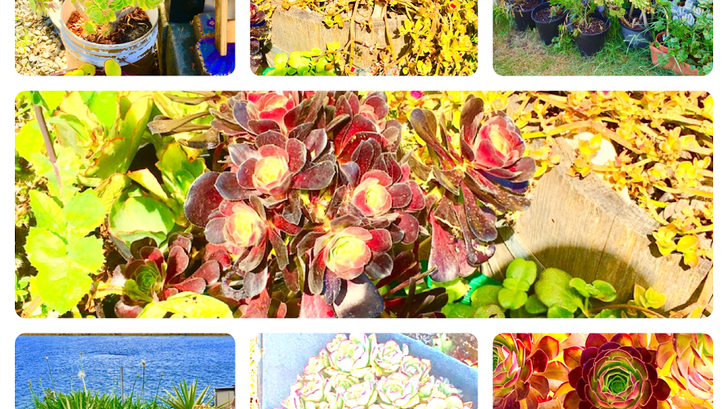 Joes Succulents and Cacti | 824 Woodsdale Rd, Levendale TAS 7120, Australia | Phone: 0456 555 258