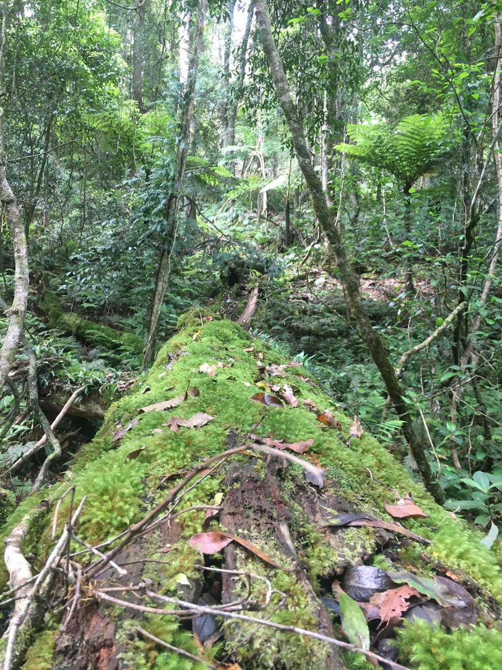 Box Cutting Rainforest Walk | park | Box Cutting Rd, Kianga NSW 2546, Australia