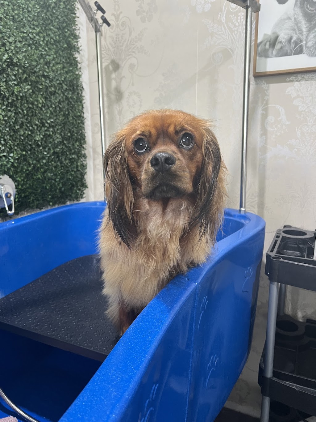 Furry Friendz - Personalised Dog Grooming | 14 Sycamore St, Redland Bay QLD 4165, Australia | Phone: 0459 129 289