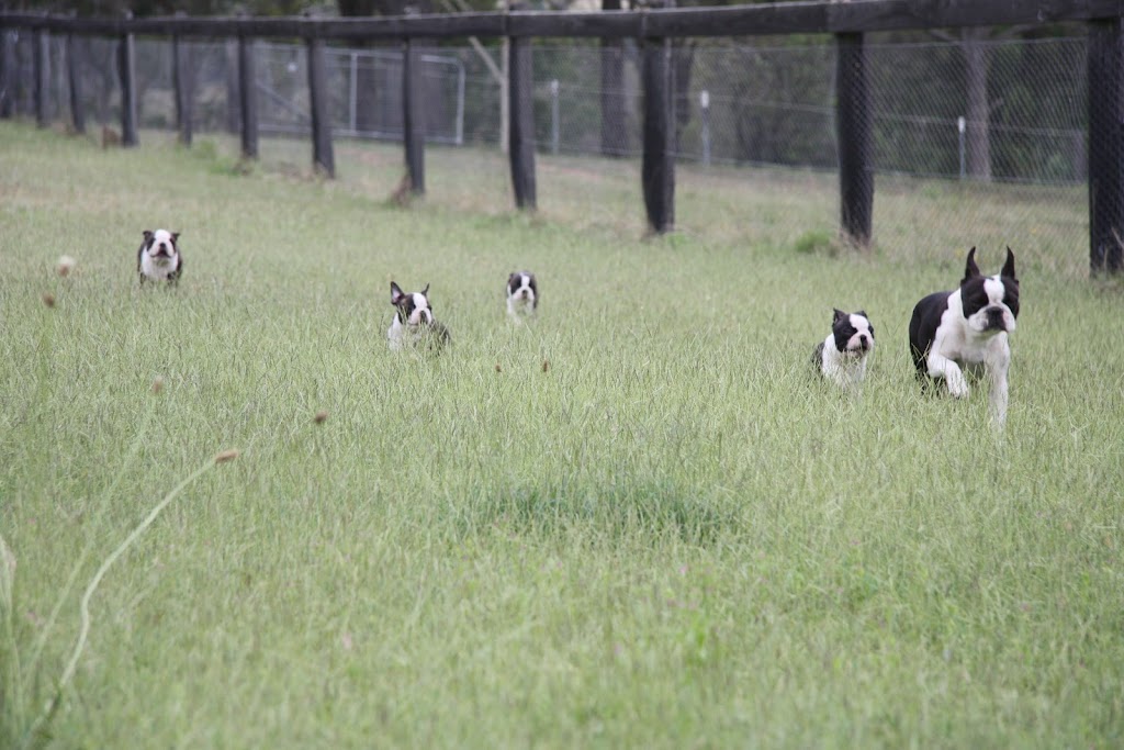 Shebos Boston Terriers | 249 Dalwood Rd, Leconfield NSW 2335, Australia | Phone: 0408 665 537