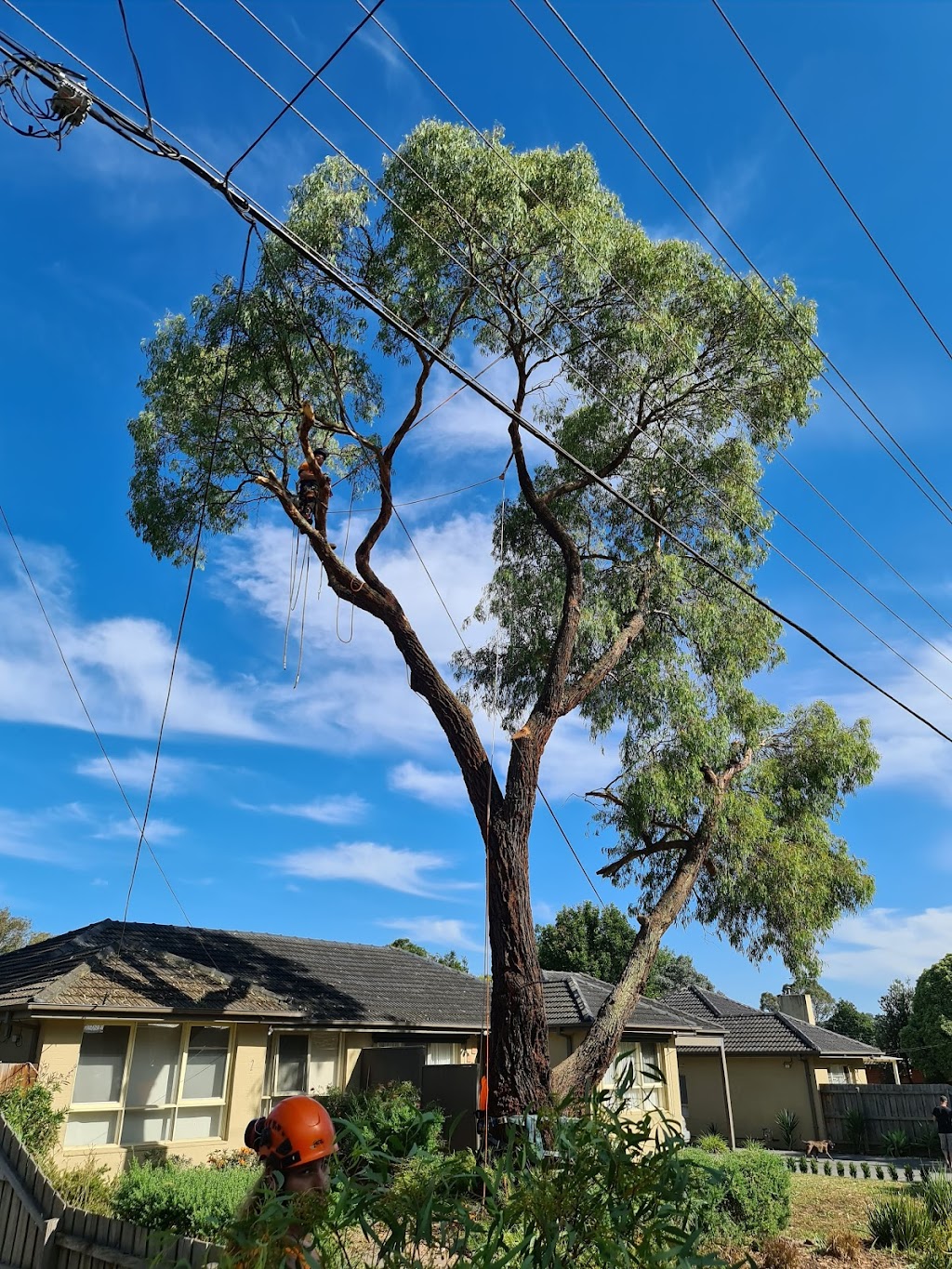 Excel Tree Service & Stump Removal | 4 Pindari Dr, Bayswater VIC 3153, Australia | Phone: 0412 148 509