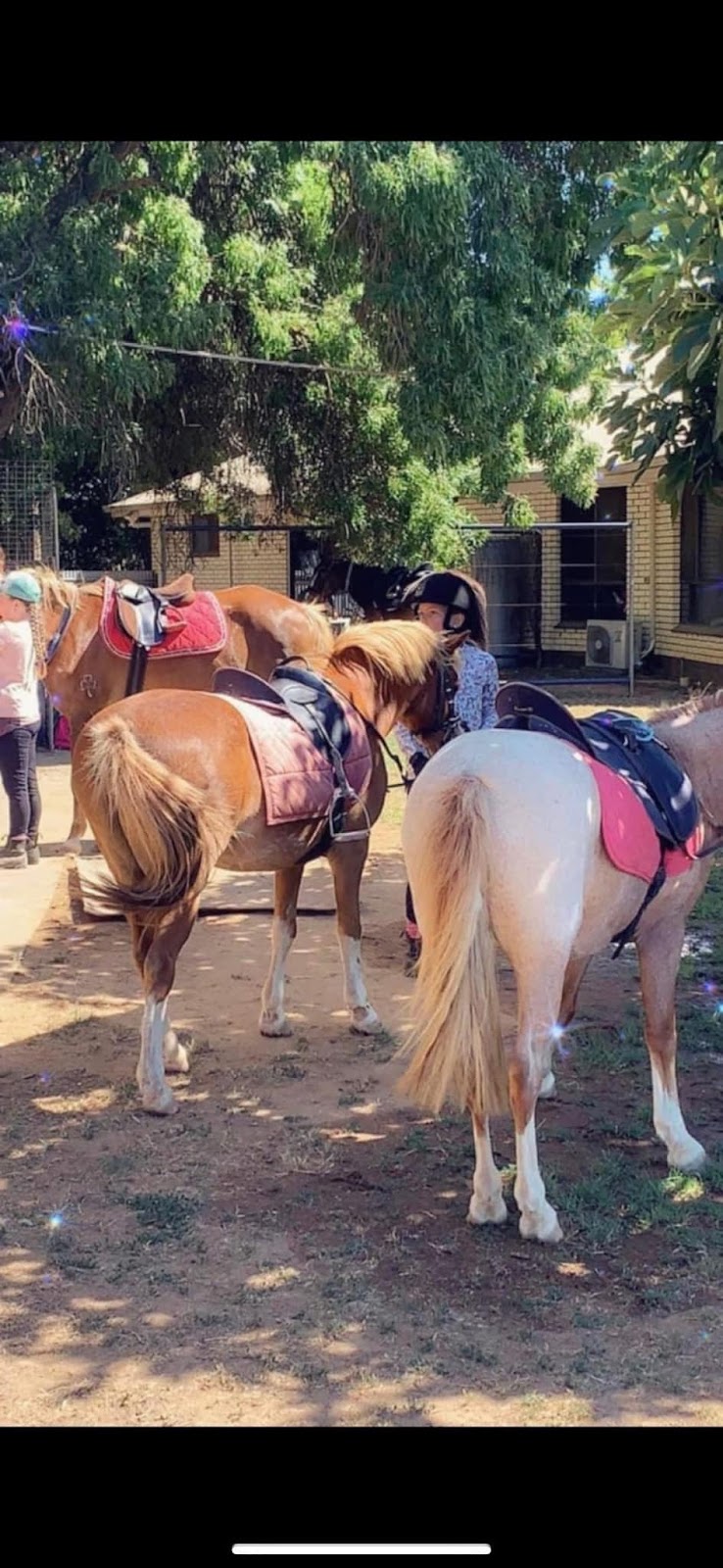 Devine Equine | 713 Graham Rd, Kyabram VIC 3620, Australia | Phone: 0428 939 638