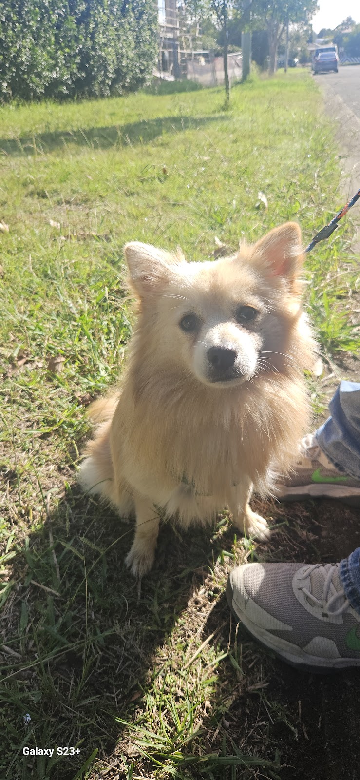 APEX K9 ACADEMY | Toongabbie NSW 2146, Australia | Phone: 0433 686 980