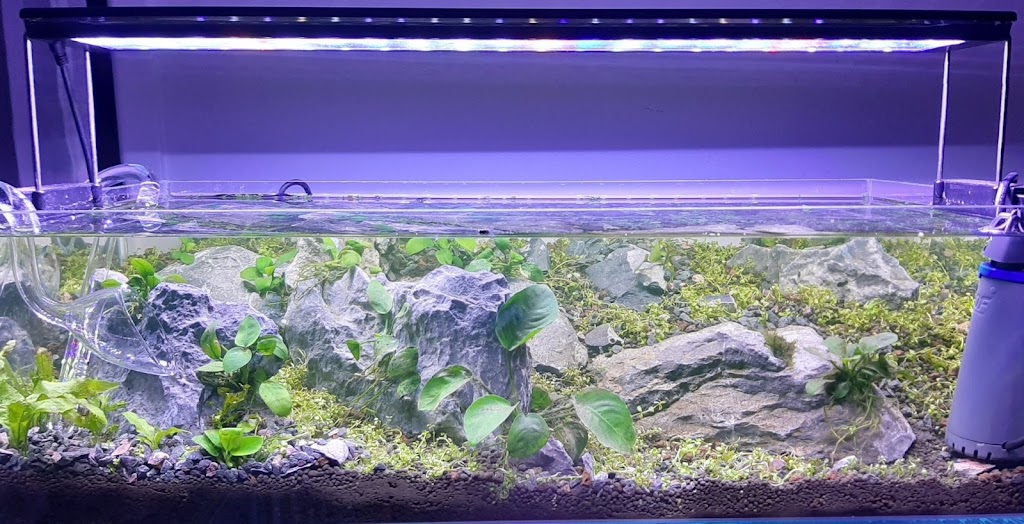 Stins Scapes | aquarium | Nicholas Ct, Bli Bli QLD 4560, Australia | 0448802313 OR +61 448 802 313