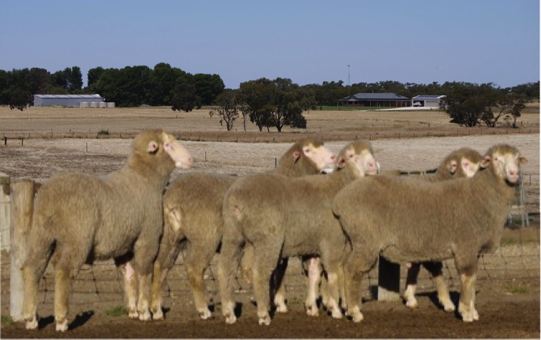 Ridgway Advance Merinos & Poll Merinos | 4363 Emu Flat Rd, Bordertown SA 5268, Australia | Phone: (08) 8754 2028