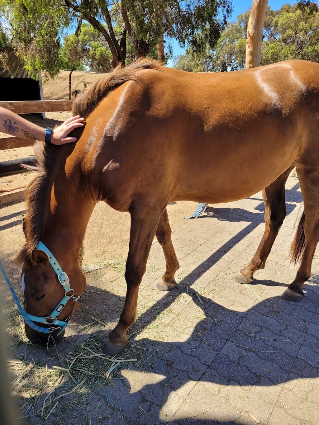 Hooves of Hope Australia (Sirian Star Pty Ltd) | 633 Blamey Rd, Yarroweyah VIC 3644, Australia | Phone: (08) 7547 4000