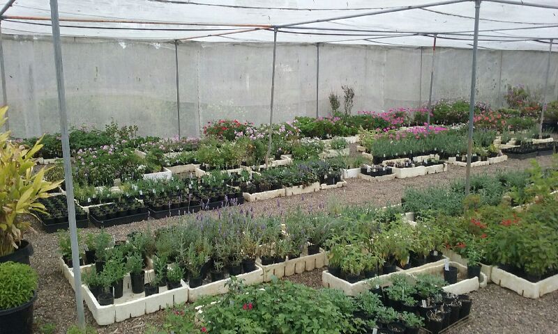 JAS Herb Nursery | 33 Old Esk Rd, Taromeo QLD 4306, Australia | Phone: 0447 653 532