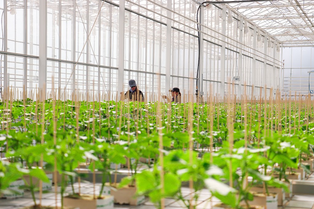 Provenance Propagation Australia Pty Ltd | 77 Parker Rd, Wells Crossing NSW 2460, Australia | Phone: 1300 677 193