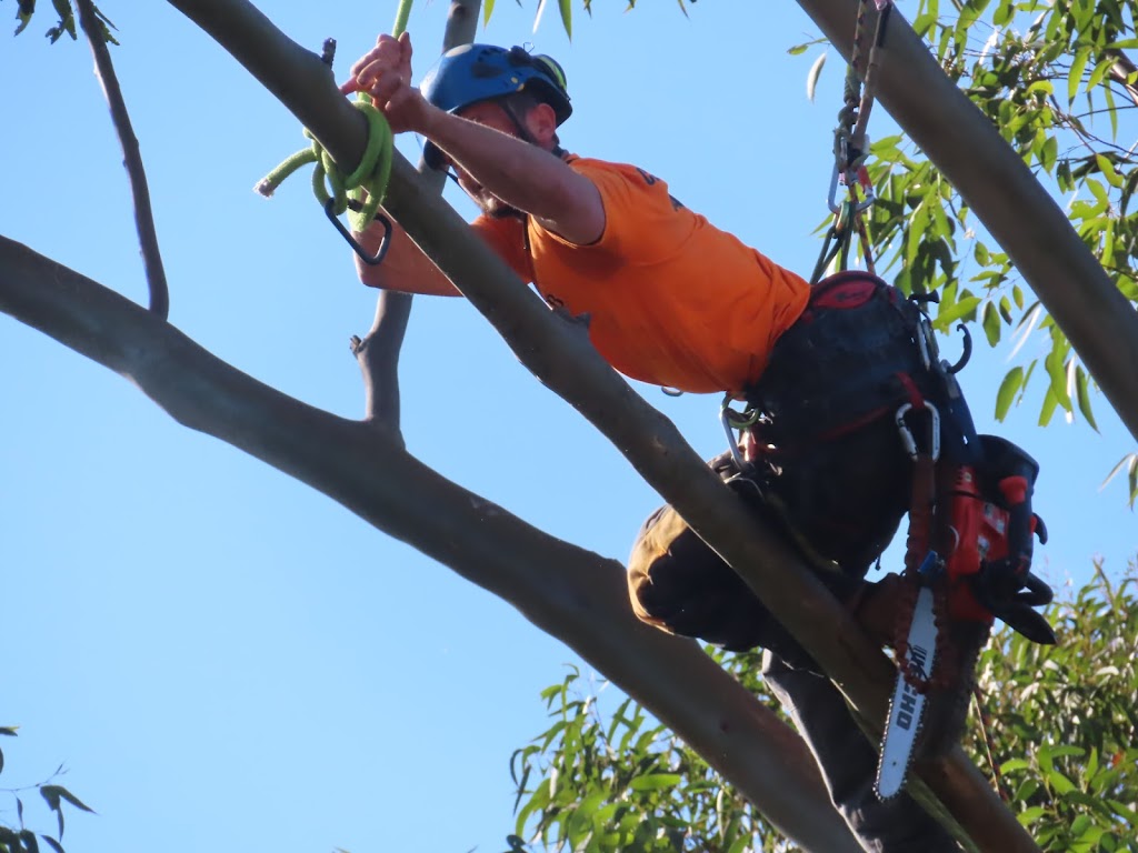 CB TREE SERVICES PTY LTD | 18 Boronia Rd, Bullaburra NSW 2784, Australia | Phone: 0458 052 658