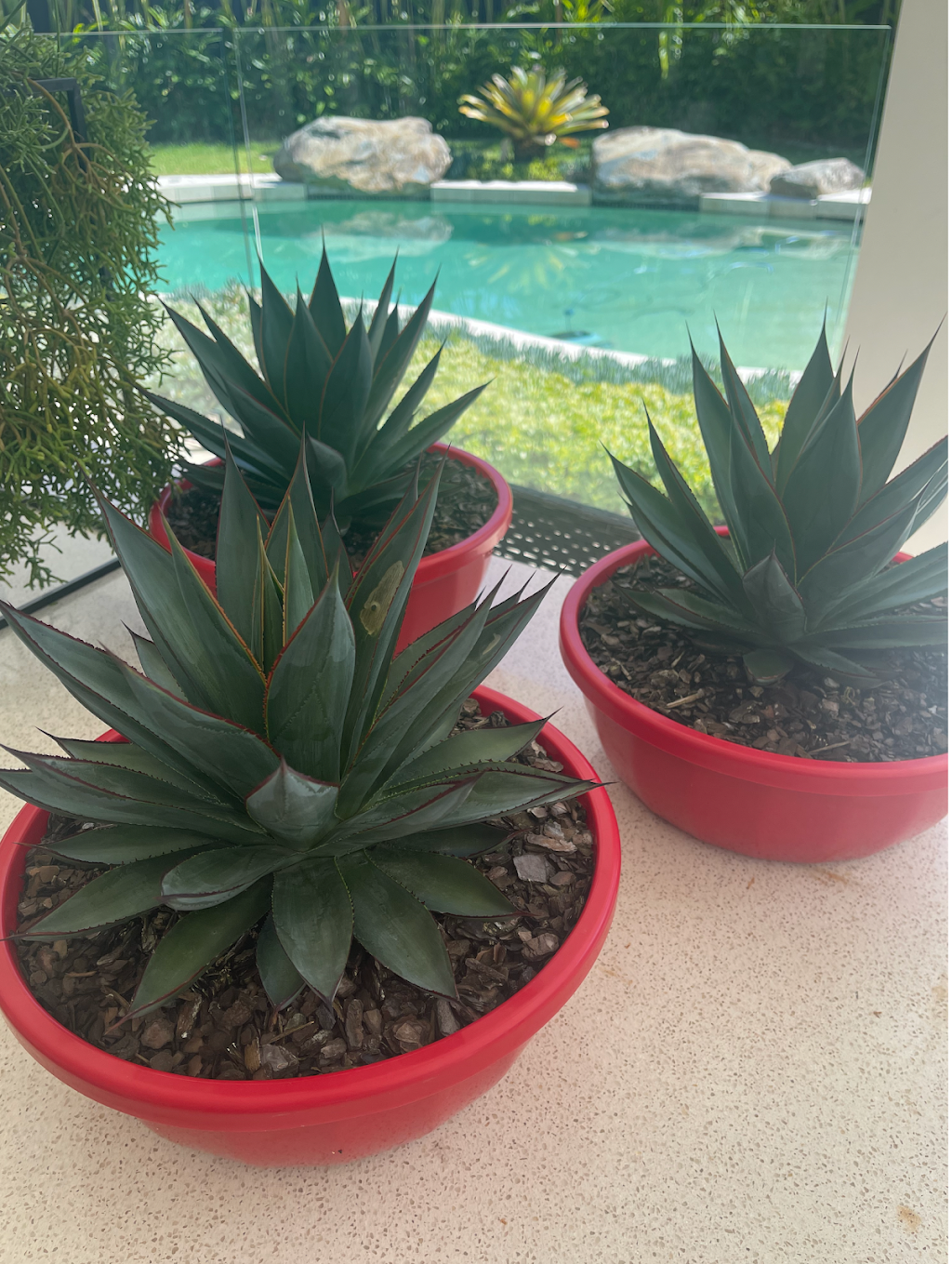 Local Botanist | 10 Haslewood Ct, Mermaid Waters QLD 4218, Australia | Phone: 0422 597 822