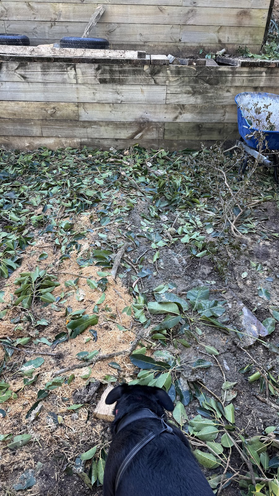 Dans Tree Experts | 220 Avalon Rd, Sheldon QLD 4157, Australia | Phone: 0466 270 743