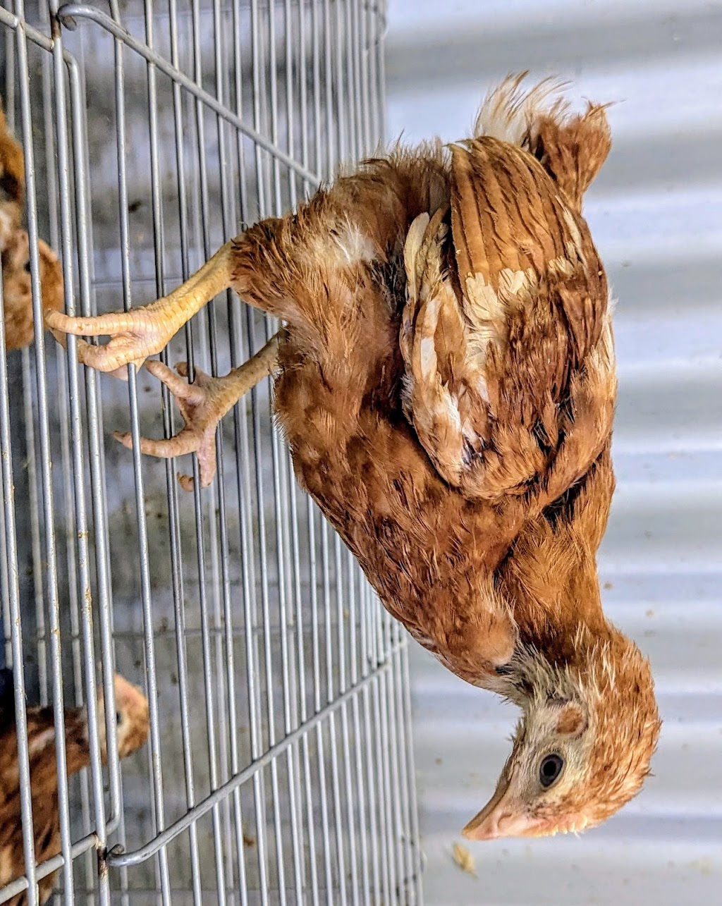 Goldfields Stockfeeds | 2 Federal Rd, South Kalgoorlie WA 6430, Australia | Phone: (08) 9021 7017