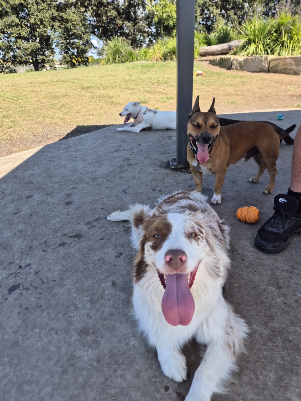 Affordable Pet Care | 37A Mary St, Grafton NSW 2460, Australia | Phone: 0426 964 876