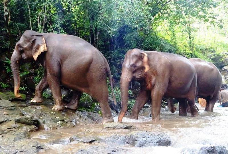 THE ELEPHANT BASKET - Bags with Benefits | By Appointment Only, Dondingalong NSW 2440, Australia | Phone: 0429 669 318