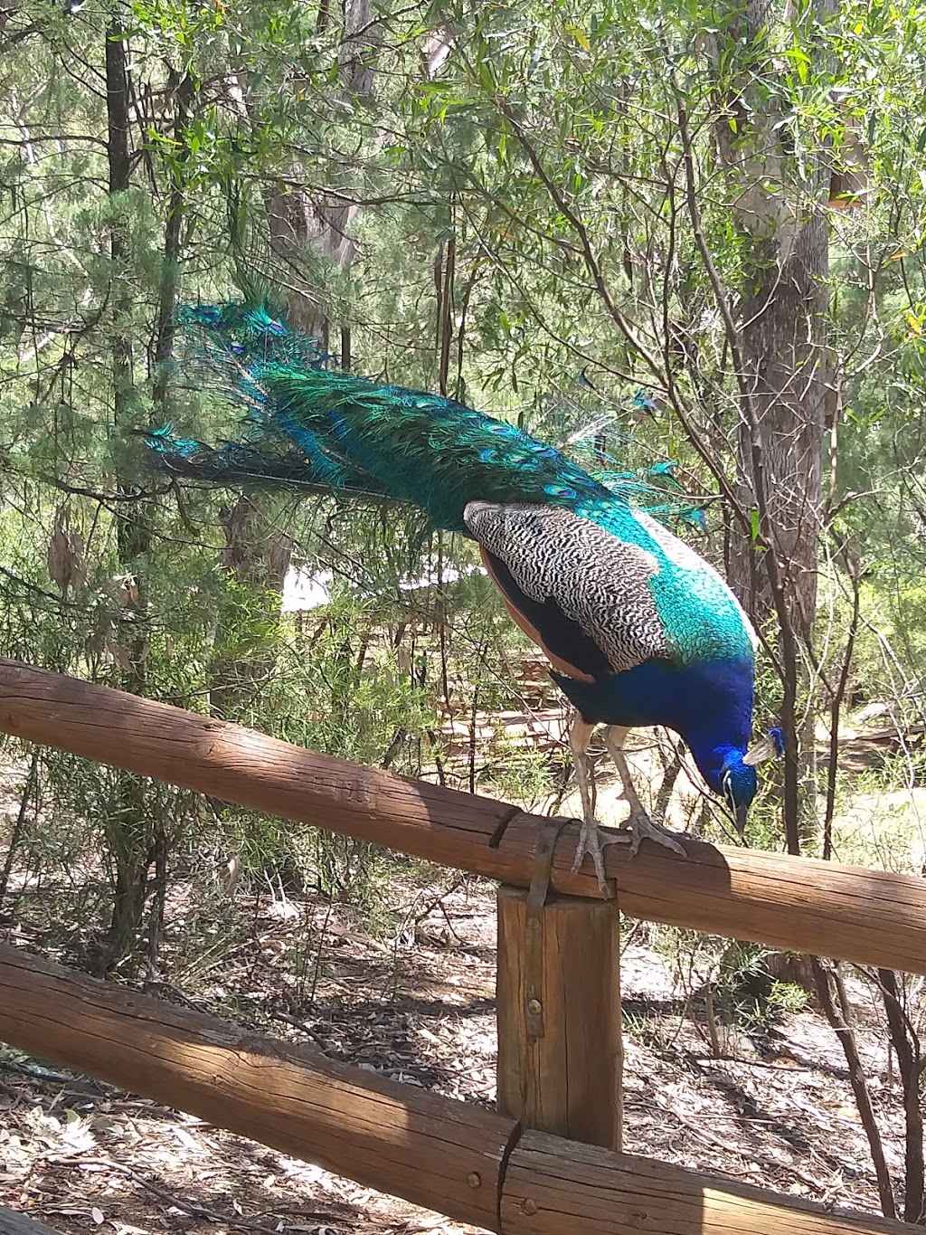 Tamworth Adventure Playground | Marsupial Park, Endeavour Dr, Tamworth NSW 2340, Australia | Phone: (02) 6767 5555