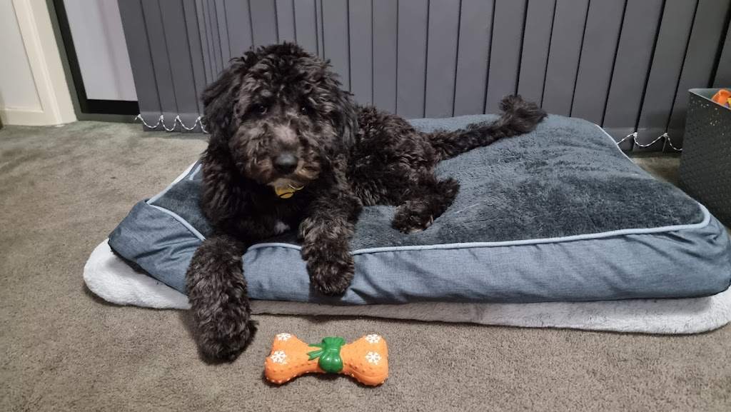 Gramayre Groodles and Poodles | 180 Fords Outlet Rd, Deans Marsh VIC 3235, Australia | Phone: 0448 528 000