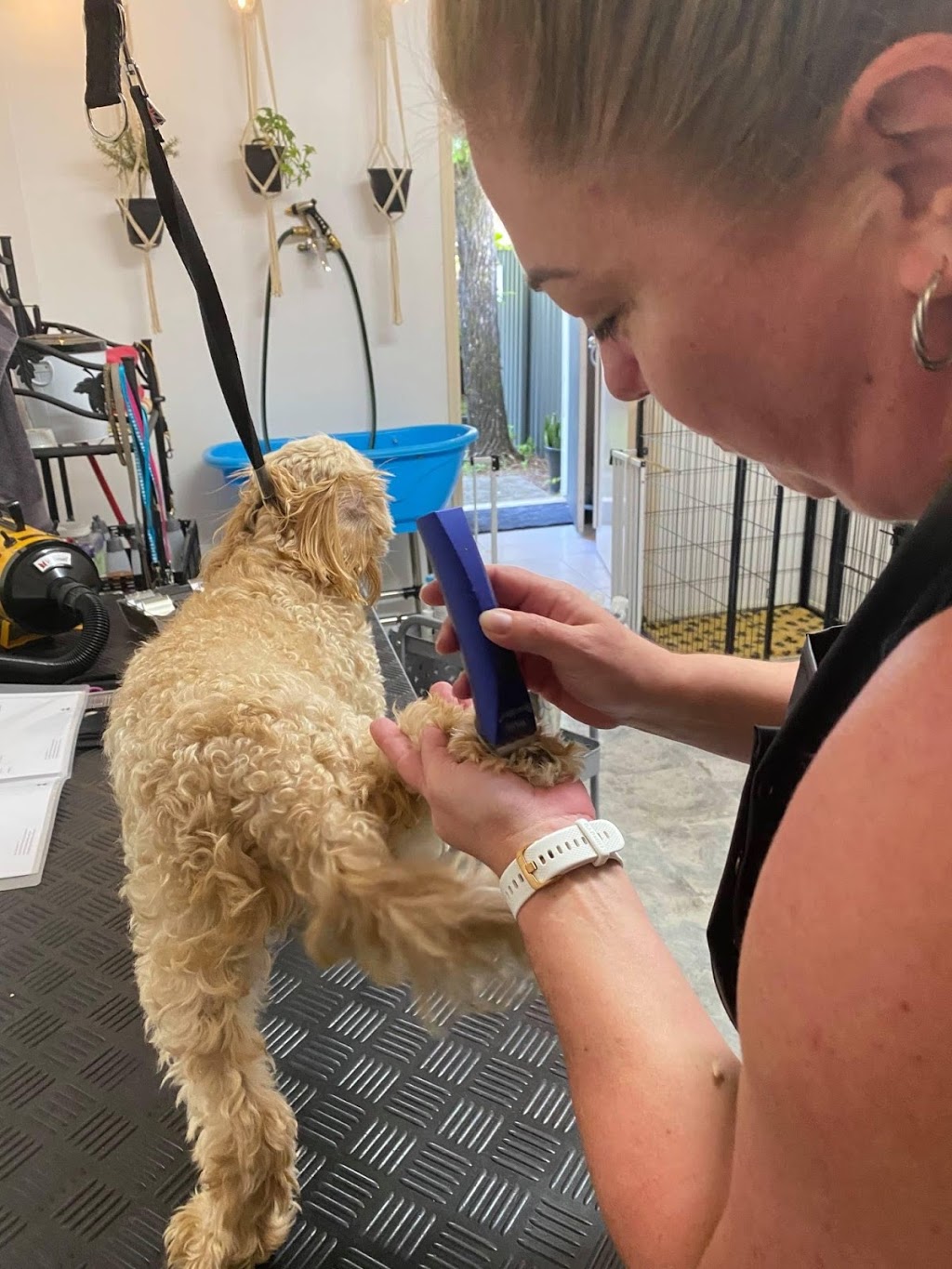 Trans-FUR-Mations Pet Grooming | 216 Banyula Dr, Gaven QLD 4211, Australia | Phone: 0413 541 649