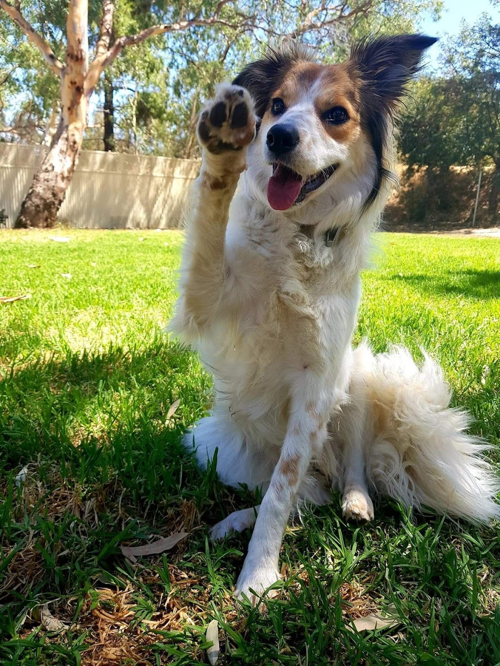 Golden Grove Boarding Kennels and Cattery | veterinary care | 87/99 Greenwith Rd, Golden Grove SA 5125, Australia | 0882515121 OR +61 8 8251 5121