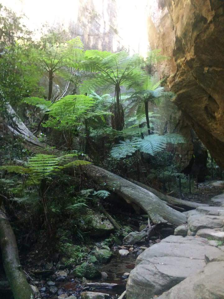 Carnarvon Gorge, Carnarvon National Park | park | Carnarvon Gorge Rd, Carnarvon Park QLD 4702, Australia | 13137468 OR +61 13 74 68