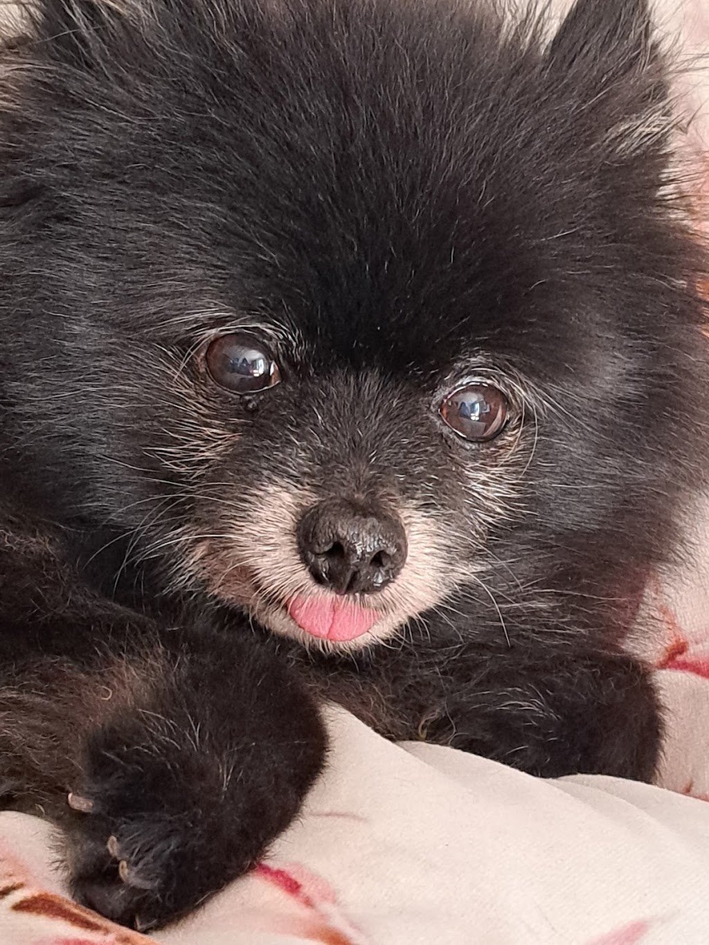Pawsome pooches grooming service | 123 Pacific St, Corindi Beach NSW 2456, Australia | Phone: 0428 938 459