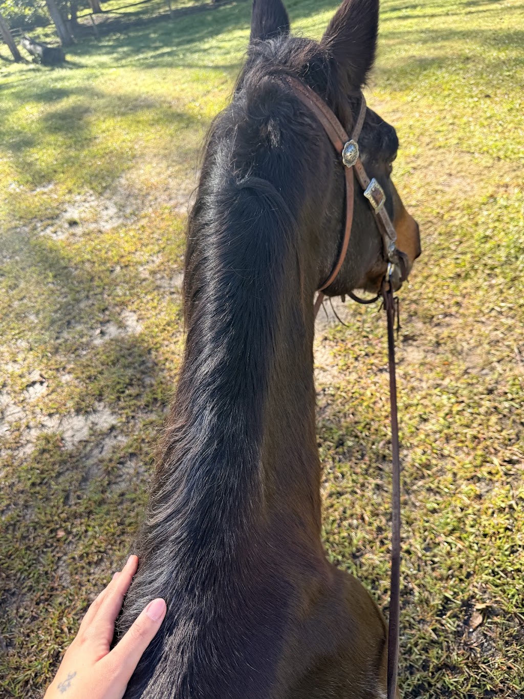 Dezigna Lodge Horsemanship | 1 Nonmus Rd, Stanmore QLD 4514, Australia | Phone: 0429 337 716